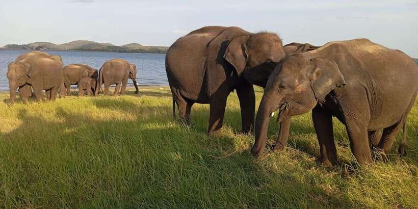 Minneriya National Park Safari - Entrance Fee Included - Key Points Before You Go