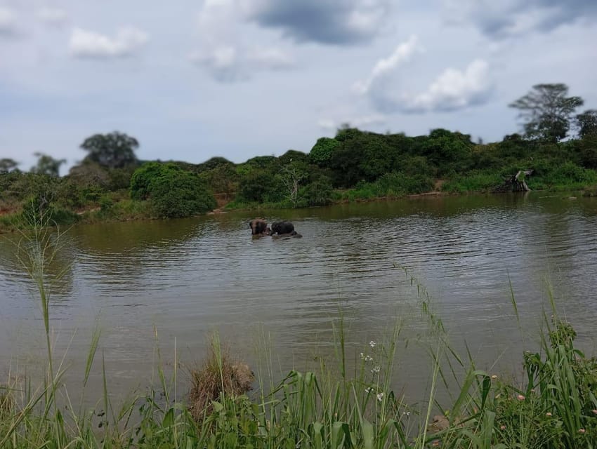 Minneriya National Park Safari - Entrance Fee Included - Should You Book This Minneriya Safari?