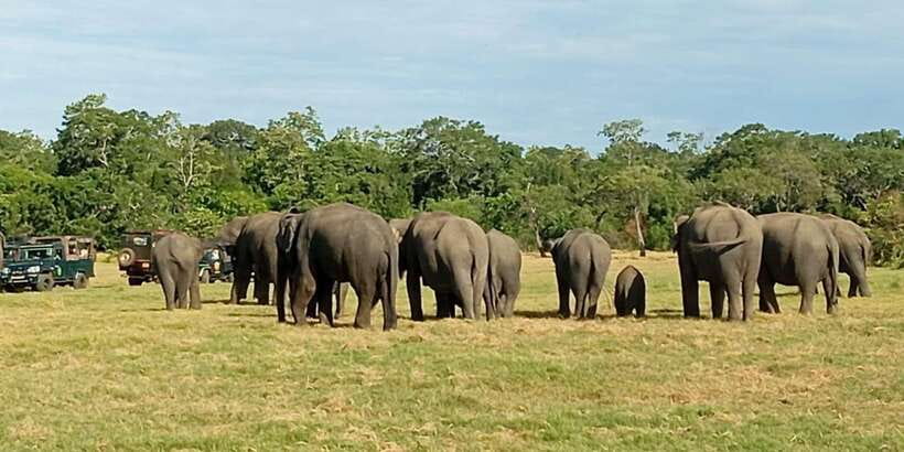 Minneriya National Park Safari - Entrance Fee Included - The 3.5-Hour Park Block: Jeep Safari, Guided Viewing, and Photo Stops