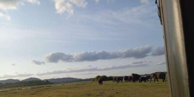 Minneriya National Park Safari - Entrance Fee Included - Hotel Pickup and the Routes Around Sigiriya, Habarana, and Dambulla