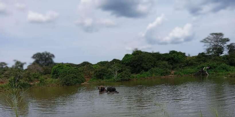 Minneriya National Park Safari - Entrance Fee Included - Elephant Gathering at Minneriya Tank: What to Expect and How to Think About It