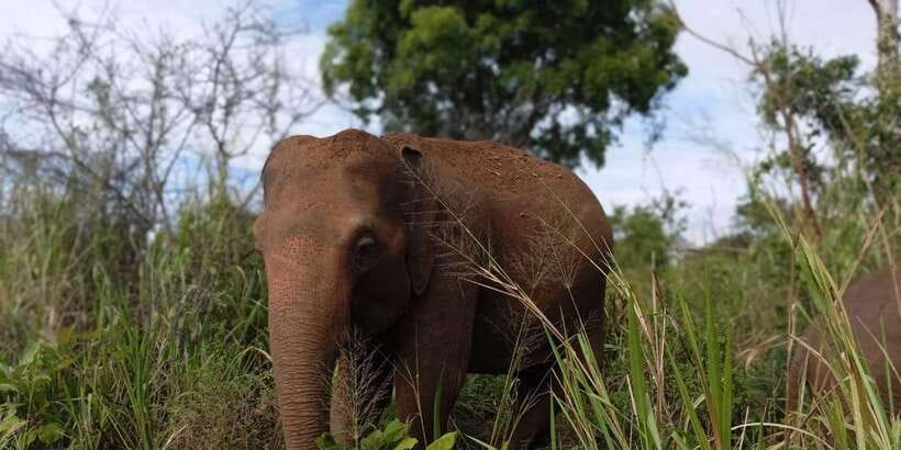 Minneriya National Park Safari - Entrance Fee Included - Beyond Elephants: Sambar Deer, Leopards, and Birdlife
