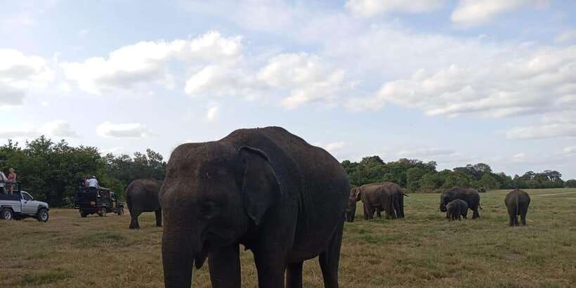 Minneriya National Park Safari - Entrance Fee Included - What $110 Covers: Value, Inclusions, and Small Touches That Add Up