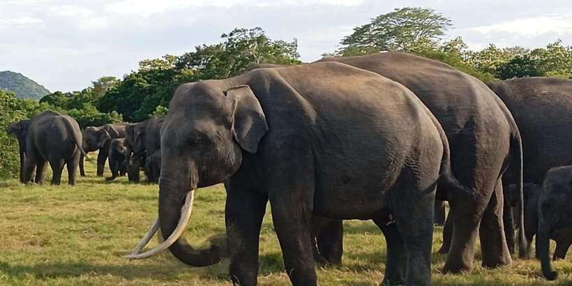 Minneriya National Park Safari - Entrance Fee Included - Practical Tips: What to Bring and How to Behave in the Park