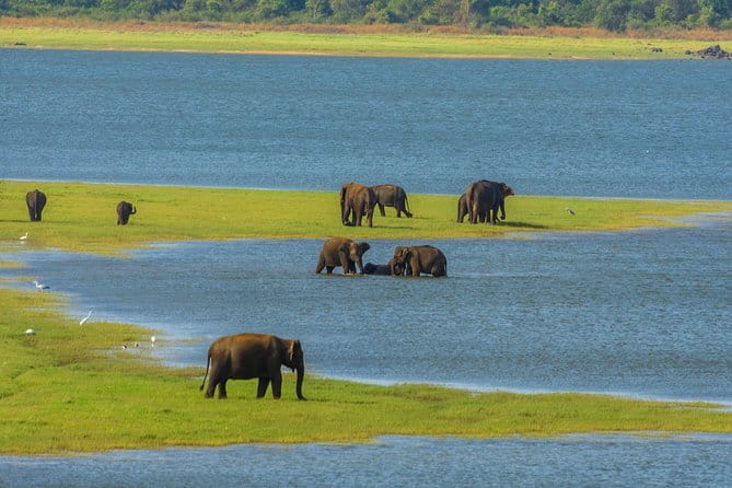 Minneriya National Park Safari from Habarana - Minneriya From Habarana: Why This Afternoon Jeep Safari Works