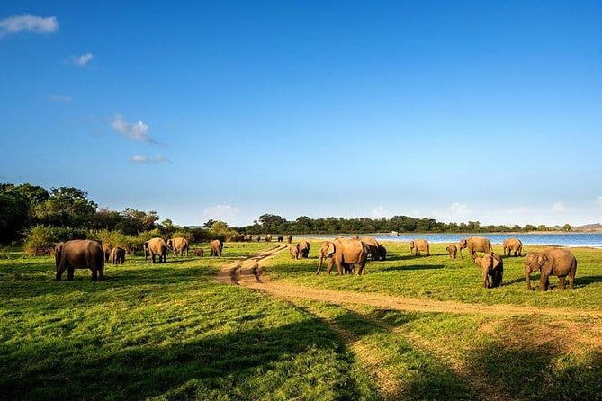Minneriya National Park Safari from Habarana - What You’ll Get (And What You’ll Pay Extra For)