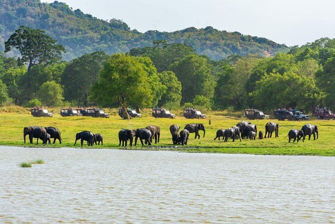 Minneriya National Park Safari from Habarana - Entering Minneriya National Park: Elephant Viewing, Realistic Crowds, Real Game Plans
