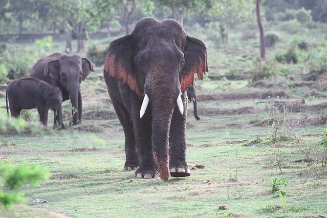 Minneriya National Park Safari from Habarana - Price and Value: Is $30 a Fair Deal?