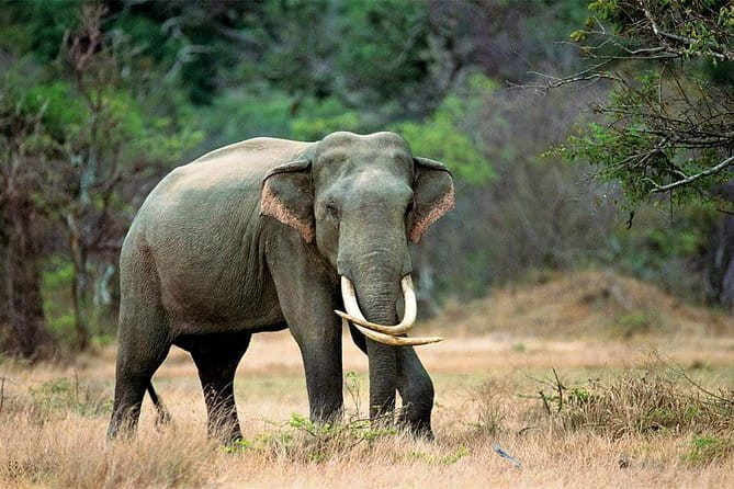 Minneriya National Park Safari from Habarana - Who This Safari Is Best For (And Who Should Look Elsewhere)