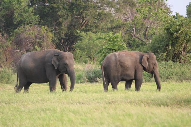 Minneriya National Park Safari from Habarana - Tips to Make Your Elephant Safari Feel Worth It
