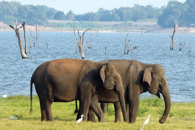 Minneriya National Park Safari from Habarana - Pickup, Timing, and the 3.5-Hour Rhythm