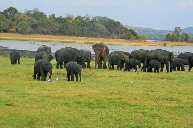 Minneriya National Park Safari | Jeep with Tickets - Key points to know before you go