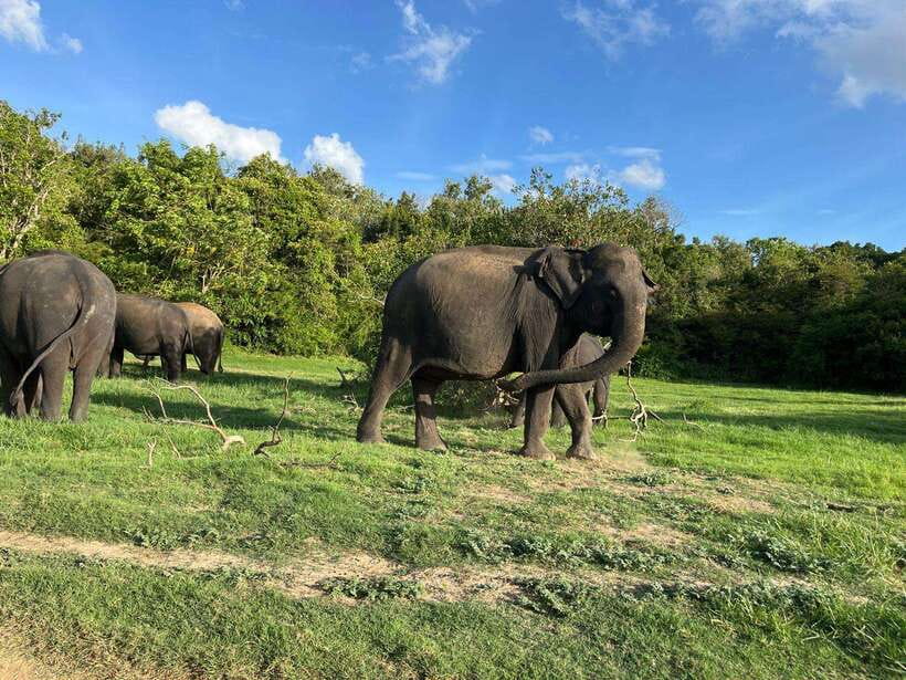 Minneriya National Park : Safari Jeep with Tickets - When This Safari Is the Best Fit for You