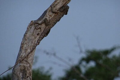 Minneriya National Park : Safari Jeep with Tickets - Your 3-Hour Jeep Drive: What the Route Feels Like
