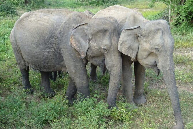 Minneriya National Park Safari | Jeep with Tickets - Price reality check: is $79 worth it?