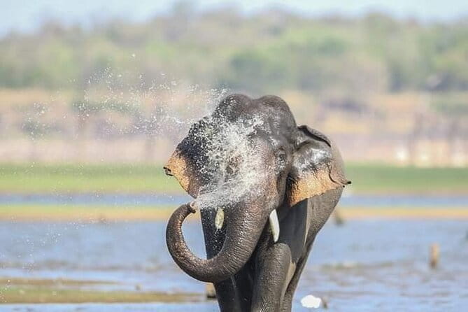 Minneriya National Park Safari [private , full package] - How the Private Jeep Safari Works: Pickup, Park Time, and Return