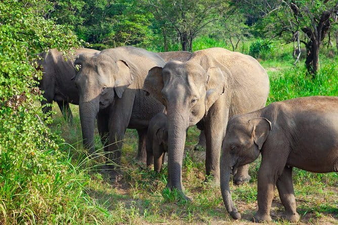 Minneriya National Park Safari [private , full package] - Guides That Make the Difference: Nadeesha, Pandu, and Kavidu