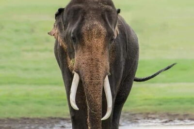 Minneriya National Park Safari [private , full package] - Choosing a Morning or Afternoon Slot: Crowds and Comfort