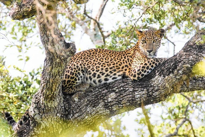 Minneriya National Park Safari [private , full package] - What’s Not Included (and What to Bring Anyway)