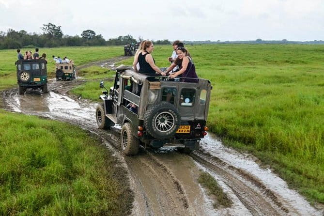Minneriya National Park Safari [private , full package] - Should You Book This Minneriya Private Jeep Safari?
