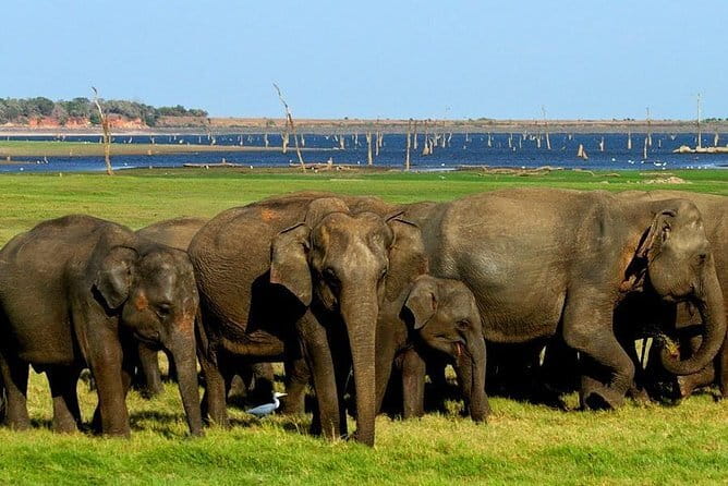 Minneriya National Park Safari - Private Jeep with Hotel Pickup - The driver matters: why positioning turns good into great
