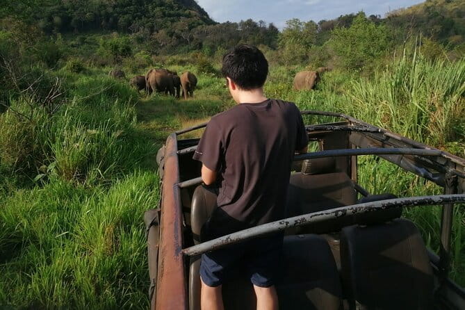 Minneriya National Park Safari - Private Jeep with Hotel Pickup - Morning vs evening safari: when to plan for the herd
