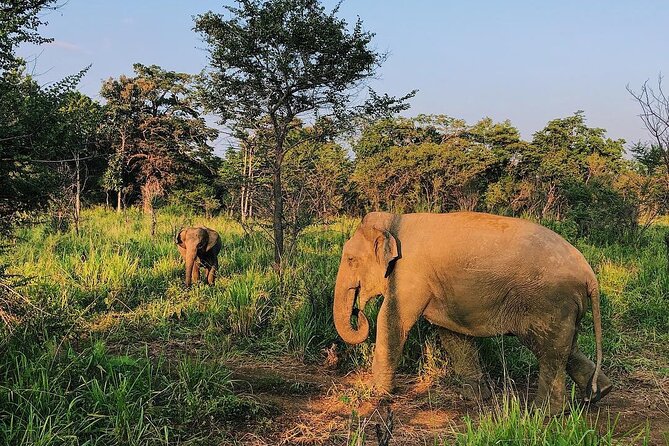 Minneriya National park Safari Sri Lanka - Key highlights you should care about