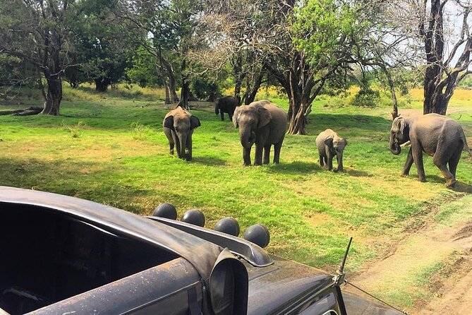 Minneriya National park Safari Sri Lanka - Minneriya from Habarana: how the timing really works