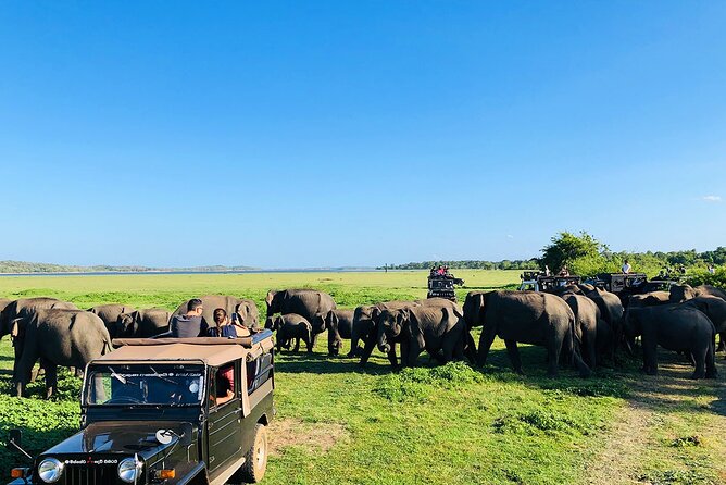Minneriya National park Safari Sri Lanka - What you’re looking for in Minneriya National Park