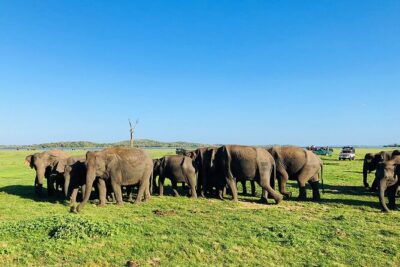 Minneriya National park Safari Sri Lanka - Private pickup and transportation that actually reduces hassle