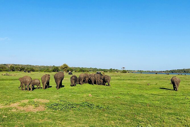 Minneriya National park Safari Sri Lanka - Who this Minneriya safari suits best