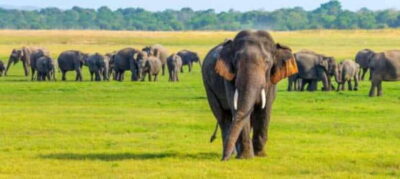 Minneriya National Park Wild Elephant Safari - Private - Pickup, park entry, and the rhythm of a 3–4 hour wildlife drive