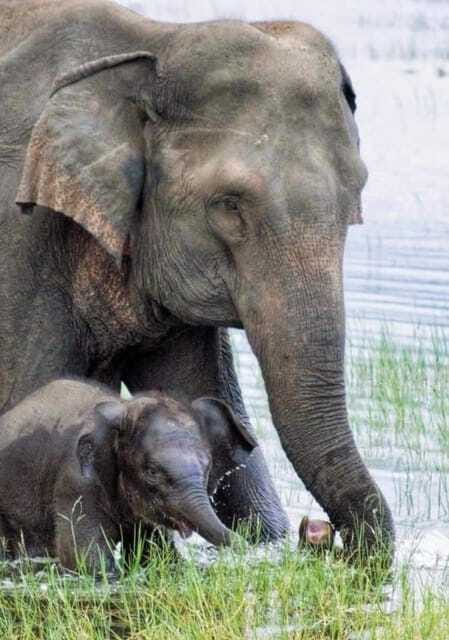 Minneriya National Park Wild Elephant Safari - Private - Who this private Minneriya safari is best for