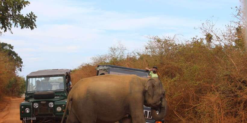 Minneriya: Private Jeep Safari From Trincomalee - Minneriya National Park: why the elephant Gathering is worth the trip