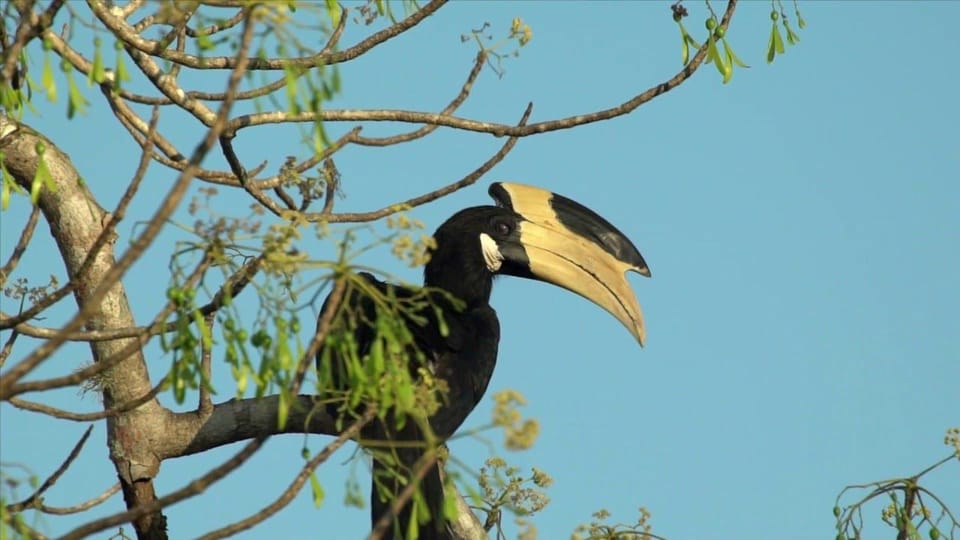 Minneriya: Private Jeep Safari From Trincomalee - Should you book this Minneriya jeep safari?