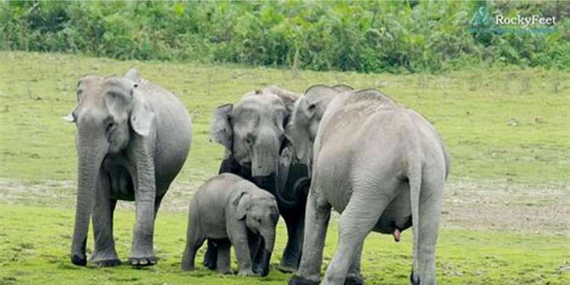 Minneriya: Private Jeep Safari From Trincomalee - Trincomalee pickup to North Central Province: the day’s pace and comfort