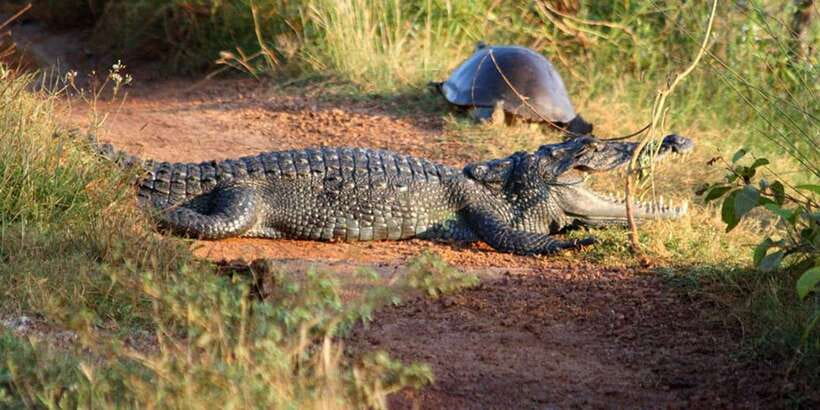 Minneriya: Private Jeep Safari From Trincomalee - Binoculars, coconut, and the little things that make the safari easier