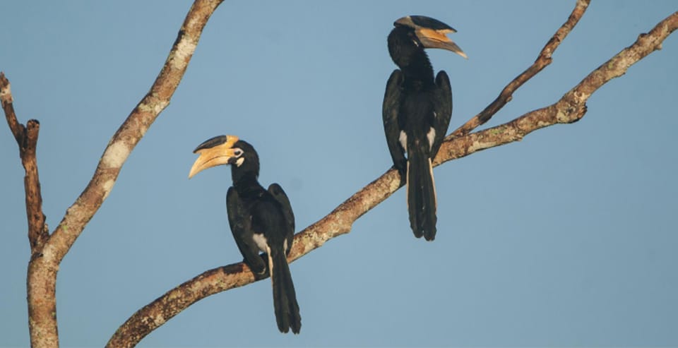 Minneriya: Private Jeep Safari From Trincomalee - Who’s driving and guiding: what language support means in the jeep