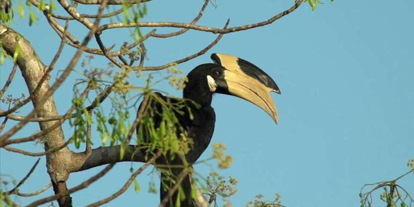 Minneriya: Private Jeep Safari From Trincomalee - The extra stops: Oak Ray Wood Carvings, Spice Garden, and gems