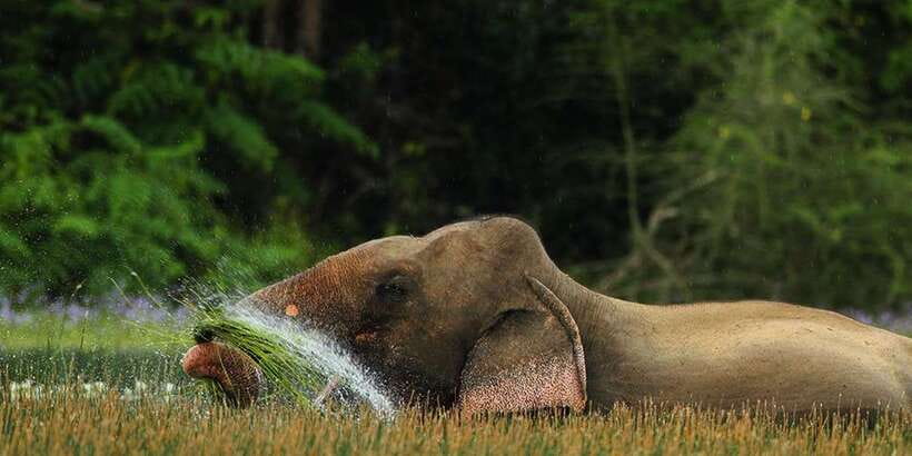 Minneriya: Private Jeep Safari From Trincomalee - Price and value: is $159 per person reasonable here?