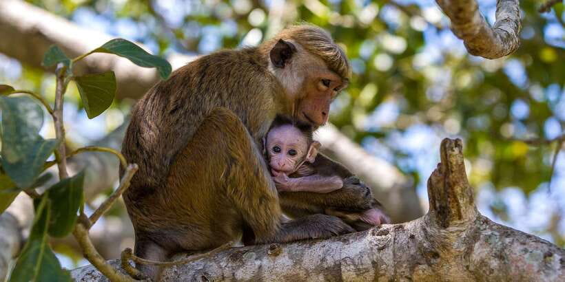Minneriya: Private Jeep Safari From Trincomalee - Logistics to watch for: entrance tickets, slot timing, and drive rules