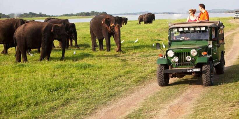 Minneriya: Private Jeep Safari From Trincomalee - The Minneriya safari block: 4 hours of elephant and bird spotting