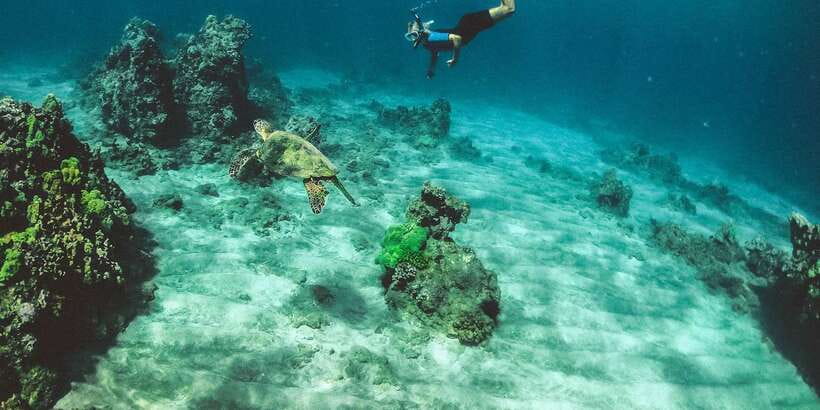 Mirissa: Snorkeling Experience with Turtles - Key things that make this Mirissa turtle snorkel worth your time