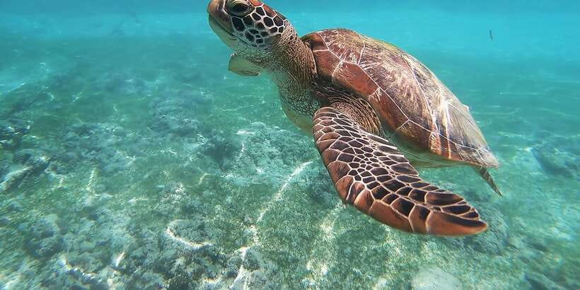 Mirissa: Snorkeling Experience with Turtles - Gear handoff and the first practice in shallow water
