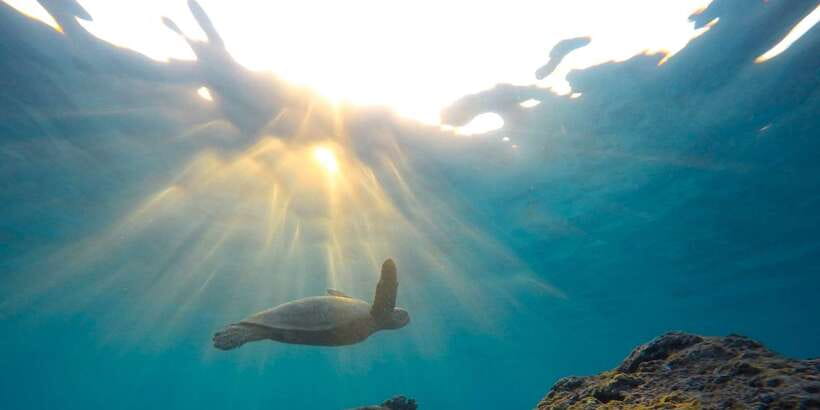 Mirissa: Snorkeling Experience with Turtles - Timing, weather, and “off-season turtle luck” you can’t control