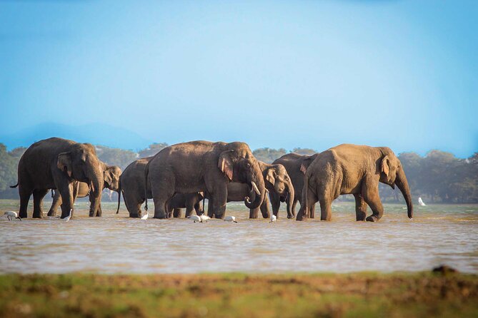 Mirissa to Ella Shuttle & Udawalawe Safari Drive with Breakfast - Udawalawe National Park safari: what you’ll look for in those hours