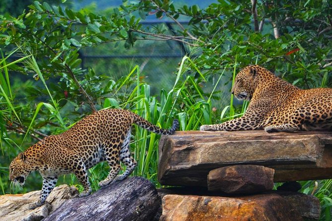 Mirissa To Ella Via Udawalawe Safari With Mirissa Cabs Sri Lanka - How this Mirissa to Ella transfer actually saves you time