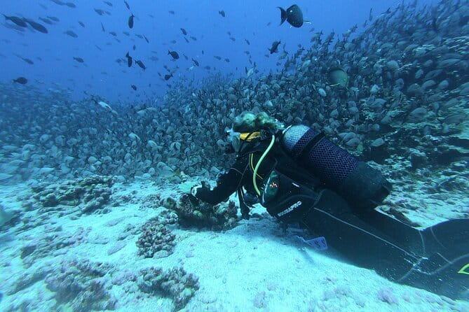 Mirissa Unforgettable Snorkeling Experience with Turtles - Price and Value: Does $24 Make Sense?