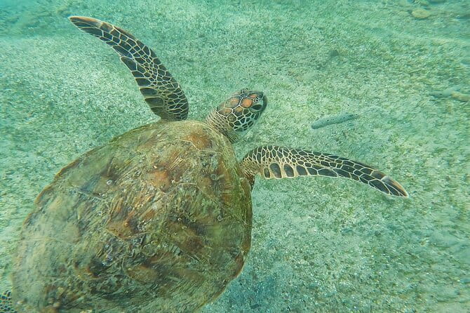 Mirissa Unforgettable Snorkeling Experience with Turtles - Safety and Crowd Reality (The Stuff That Can Make or Break It)