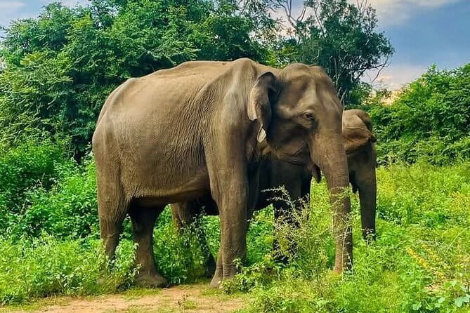 Mirissa, Weligama, Ahangama Transfer to Ella and Udawalawa Safari - Key points at a glance